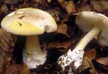 Amanita phaloides